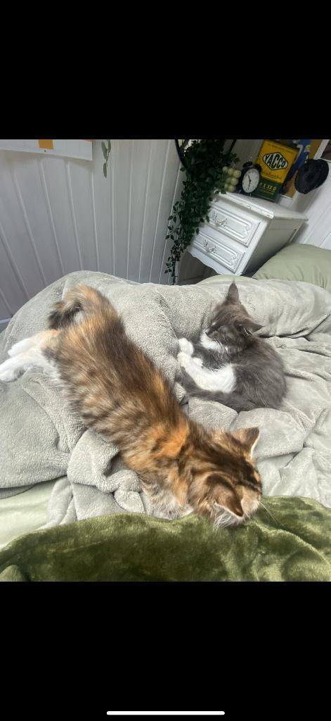 Maine coon, Dieren en Toebehoren, Katten en Kittens | Raskatten | Langhaar, Poes, 0 tot 2 jaar