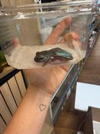 Koraalteenboomkikkers - Litoria Caerulea