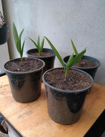Te koop jonge trachycarpus  Fortunei palmpjes beschikbaar voor biedingen