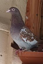 Meulemans choco duivin 2025, Dieren en Toebehoren, Vogels | Duiven, Vrouwelijk, Postduif