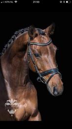 Merrie 15 jaar, Dieren en Toebehoren, Paarden, Merrie, B, 160 tot 165 cm, 11 jaar of ouder