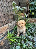 Gastgezin gezocht voor lieve Australian Mini Labradoodle reu, Dieren en Toebehoren, Honden | Retrievers, Spaniëls en Waterhonden