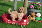 Cavapoo pups, Rabiës (hondsdolheid), 15 weken tot 1 jaar, Buitenland, Meerdere