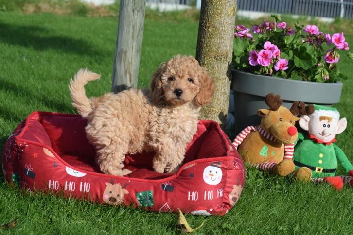 Cavapoo pups, Dieren en Toebehoren, Honden | Niet-rashonden, Middel, Meerdere dieren, Fokker | Professioneel, Meerdere, Buitenland