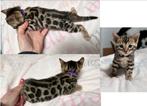 Prachtige bengaal kittens beschikbaar met stamboom, Meerdere dieren, 0 tot 2 jaar, Met stamboom