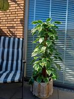 Prachtige kunstplant nieuw, Huis en Inrichting, Woonaccessoires | Kunstplanten en Kunstbloemen, Ophalen of Verzenden, Nieuw, Binnen