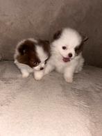 Klein blijvende pomchi pups 75% pomeriaan 25% chihuahua, Dieren en Toebehoren, Honden | Chihuahua's en Gezelschapshonden, Parvo