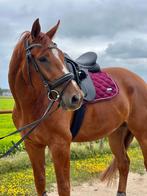 Getalenteerde, super brave, eerlijke 5-jarige ruin, Dieren en Toebehoren, Paarden, Gechipt, Ruin, Dressuurpaard, L
