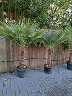 Palmbomen  trachycarpus fortunei winterhard, Volle zon, Ophalen of Verzenden, Palmboom