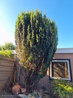 taxus baccata (gratis, wel uitgraven), Ophalen, Bloeit niet, Halfschaduw, Overige soorten