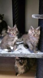 Maine coon kitten, Poes, Gechipt, 0 tot 2 jaar