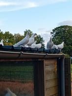 Witte sierduiven pauwstaart, Dieren en Toebehoren, Meerdere dieren, Overige soorten