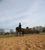 ☘️️ Prachtige😍 talentvolle merrie 4 jaar 1.57,5cm☘️❤️, Merrie, Minder dan 160 cm, 3 tot 6 jaar, Met stamboom