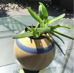 Vintage leuke vazen bloempotten terracotta geglazuurd uniek, Gebruikt, Rond, Binnen, Ophalen of Verzenden