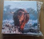 Prachtige Schotse Hooglander, Overige materialen, Minder dan 50 cm, Nieuw, Ophalen of Verzenden