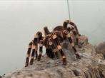 Acanthoscurria geniculata| brazilian white knee tarantula, Dieren en Toebehoren, Spin of Schorpioen