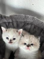 Kitten, Dieren en Toebehoren, Katten en Kittens | Raskatten | Korthaar