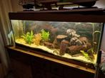 Aquarium 120cm met vis en kast, Dieren en Toebehoren, Vissen | Aquaria en Toebehoren, Ophalen, Zo goed als nieuw, Gevuld zoetwateraquarium