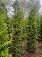 Thuja Brabant, Tuin en Terras, Ophalen, Conifeer, Haag, 100 tot 250 cm