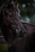 Knap, nuchter en lief KWPN merrieveulen (16-11-2024), Dieren en Toebehoren, Paarden, Merrie