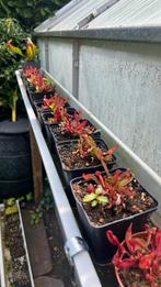 Sarracenia purpurea subsp purpurea, Tuin en Terras, Ophalen, Zo goed als nieuw