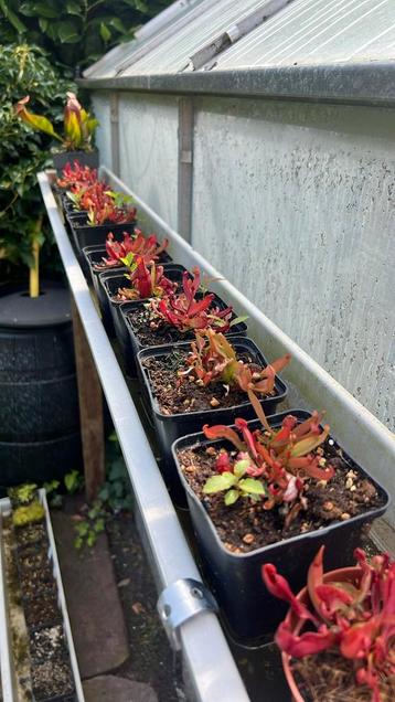 Sarracenia purpurea subsp purpurea beschikbaar voor biedingen