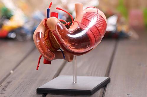 Maag Menselijk Anatomie Model / School Medisch Gastritis, Diversen, Schoolbenodigdheden, Nieuw, Ophalen of Verzenden