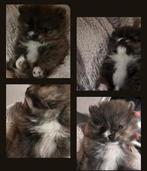 Unieke Tea Cup Micro pups pomeriaan mini kleinblijvend, Keeshond, Reu, 8 tot 15 weken, Parvo