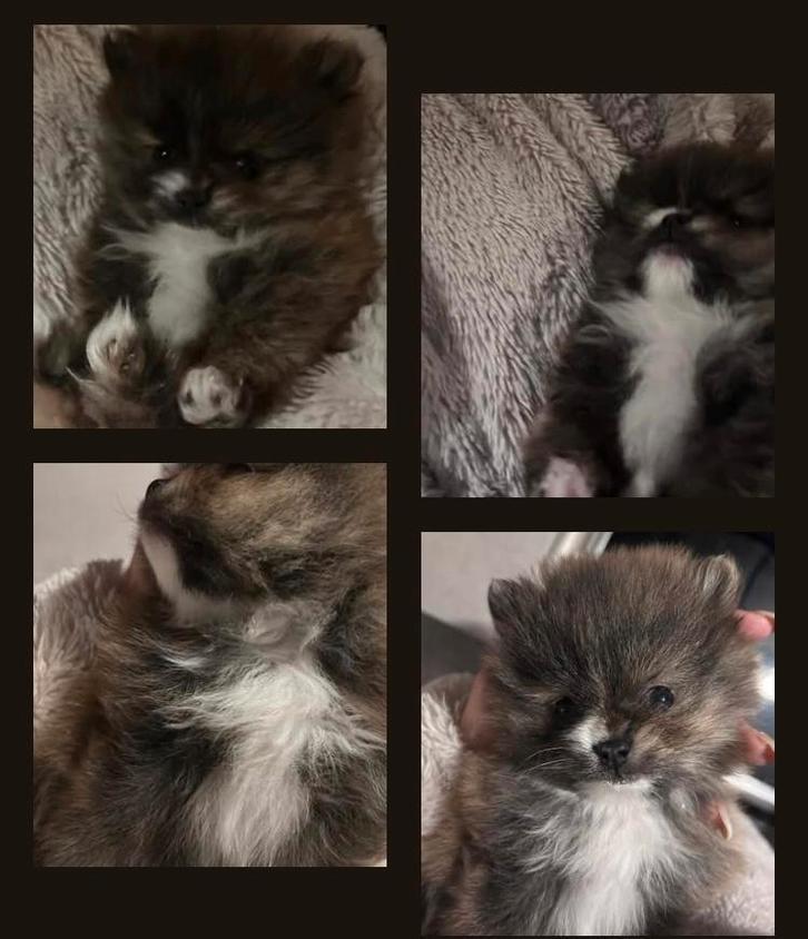 Unieke Tea Cup Micro pups pomeriaan mini kleinblijvend, Dieren en Toebehoren, Honden | Poolhonden, Keeshonden en Oertypen, Reu