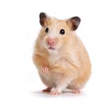 Hamster Oppas!! (Elke soort is mogelijk), Dieren en Toebehoren, Knaagdieren, Hamster, Geslacht onbekend, Januari, Tam