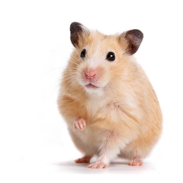 Hamster Oppas!! (Elke soort is mogelijk), Dieren en Toebehoren, Knaagdieren, Geslacht onbekend, Hamster, Januari, Tam