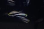 keizer tetra, Dieren en Toebehoren, Vissen | Aquariumvissen, Vis, Zoetwatervis