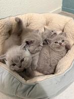 Britse Korthaar Kittens, Dieren en Toebehoren, Katten en Kittens | Raskatten | Korthaar, Meerdere dieren, Ontwormd, 0 tot 2 jaar