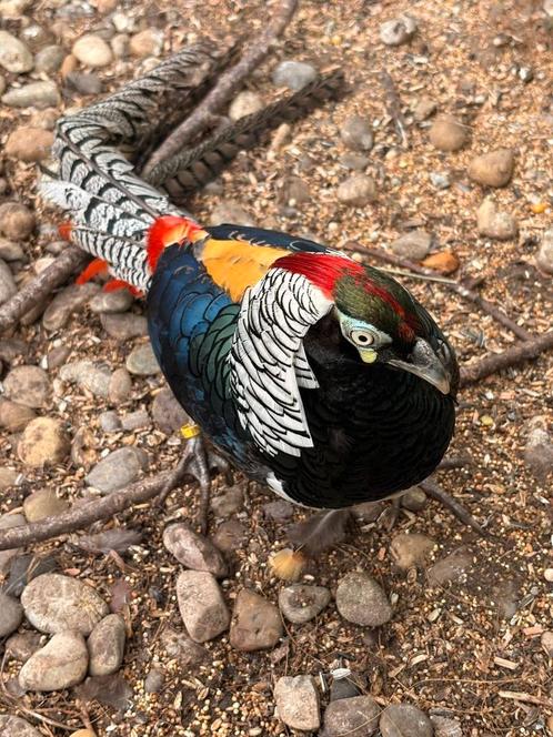 Broedeieren Lady Amherst Fazant, Dieren en Toebehoren, Vogels | Overige Vogels, Tropenvogel, Geslacht onbekend