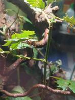 Jonge Australische flappentakken, man/vrouw, Dieren en Toebehoren, Overige soorten, 0 tot 2 jaar