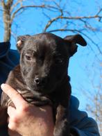 Prachtige Staffordshire bull terriër pups beschikbaar, Particulier, 15 weken tot 1 jaar, Overige rassen, Buitenland