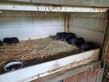 Jonge Cavia's te koop div.leeftijden. beschikbaar voor biedingen