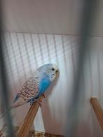 Grasparkiet spangle hemelsblauw cinnamon TT Kwaliteit, Dieren en Toebehoren, Vogels | Parkieten en Papegaaien, Vrouwelijk, Parkiet