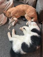 2 lieve, aanhankelijke katers te koop -> GRATIS, Dieren en Toebehoren, Kater, Langharig, 3 tot 5 jaar