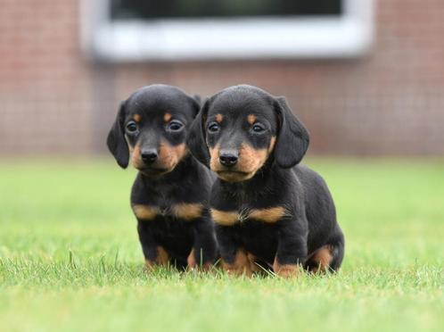Lieve Dwerg x Kaninchen Teckelpups – Geboren 25 maart 2025, Dieren en Toebehoren, Honden | Teckels en Dashonden, Meerdere dieren