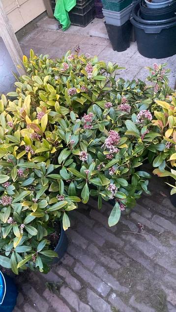 6 x skimmia medium - schaduwplant 45 hoog  beschikbaar voor biedingen