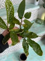 Begonia 'Tamaya' angel wing stekken 4x, Huis en Inrichting, Ophalen of Verzenden