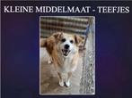 EEN LIEF MAATJE?  REUTJE OF TEEFJE LEES ADVERTENTIE, Dieren en Toebehoren, Honden | Niet-rashonden, Particulier, Rabiës (hondsdolheid)