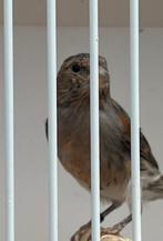 Mooie jonge donkere harlekijn kanarie pop 2025, Dieren en Toebehoren, Vogels | Kanaries, Vrouwelijk, Kleurkanarie