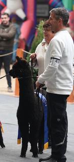 Alpaca  kampioens hengst te koop, Dieren en Toebehoren, Overige Dieren, Juni, Mannelijk