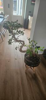 Bonsai ficus gensing 90 cm hoog, Ophalen, Ficus, Halfschaduw, Minder dan 100 cm