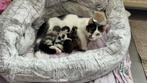 5 kitten ‘s geboren op 21-08-2025 te reserveren, Dieren en Toebehoren, Katten en Kittens | Overige Katten, Geslacht onbekend, Kortharig