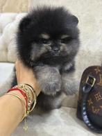 Pomerian, Dieren en Toebehoren, België, Particulier, Reu, 8 tot 15 weken