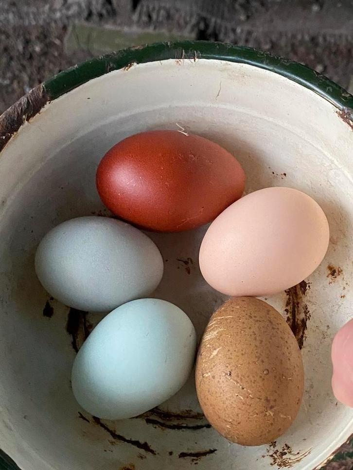 broedeieren, Dieren en Toebehoren, Pluimvee, Kip, Geslacht onbekend