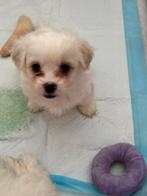 Mooie Maltezer terrer puppy’s, Dieren en Toebehoren, CDV (hondenziekte), Yorkshire Terriër, 8 tot 15 weken, Meerdere